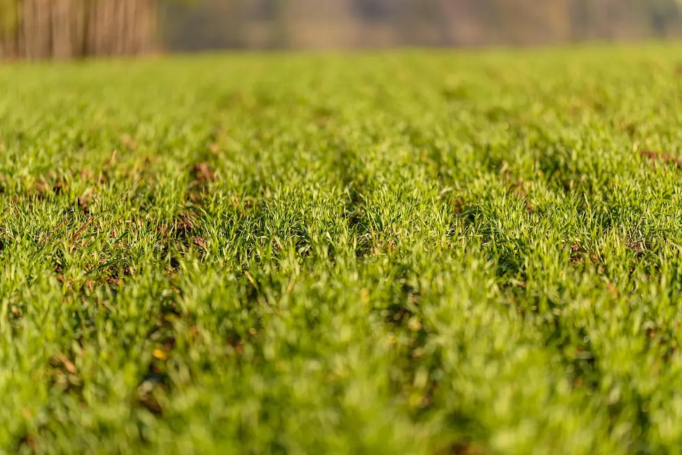 farmland